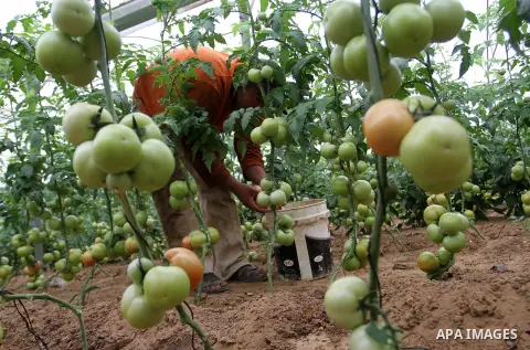 A Palestinian man picks tomatoes at a farm in Rafah in the southern Gaza Strip on the November 23, 2016. Photo by Abed Rahim Khatib