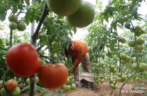 A Palestinian man picks tomatoes at a farm in Rafah in the southern Gaza Strip on the November 23, 2016. Photo by Abed Rahim Khatib