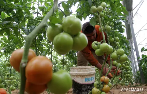 A Palestinian man picks tomatoes at a farm in Rafah in the southern Gaza Strip on the November 23, 2016. Photo by Abed Rahim Khatib