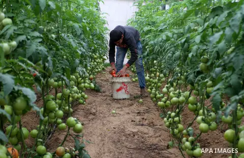 A Palestinian man picks tomatoes at a farm in Rafah in the southern Gaza Strip on the November 23, 2016. Photo by Abed Rahim Khatib
