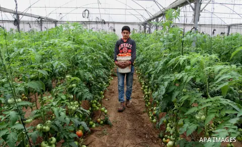 A Palestinian man picks tomatoes at a farm in Rafah in the southern Gaza Strip on the November 23, 2016. Photo by Abed Rahim Khatib