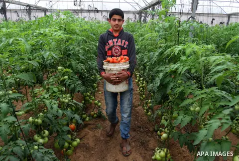 A Palestinian man picks tomatoes at a farm in Rafah in the southern Gaza Strip on the November 23, 2016. Photo by Abed Rahim Khatib