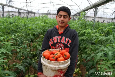 A Palestinian man picks tomatoes at a farm in Rafah in the southern Gaza Strip on the November 23, 2016. Photo by Abed Rahim Khatib