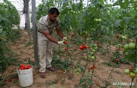 A Palestinian man picks tomatoes at a farm in Rafah in the southern Gaza Strip on the November 23, 2016. Photo by Abed Rahim Khatib