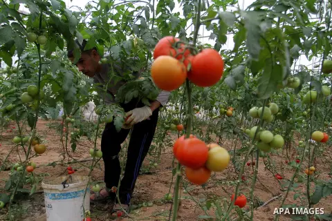 A Palestinian man picks tomatoes at a farm in Rafah in the southern Gaza Strip on the November 23, 2016. Photo by Abed Rahim Khatib