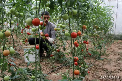 A Palestinian man picks tomatoes at a farm in Rafah in the southern Gaza Strip on the November 23, 2016. Photo by Abed Rahim Khatib