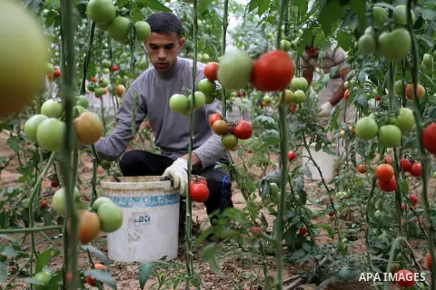 A Palestinian man picks tomatoes at a farm in Rafah in the southern Gaza Strip on the November 23, 2016. Photo by Abed Rahim Khatib