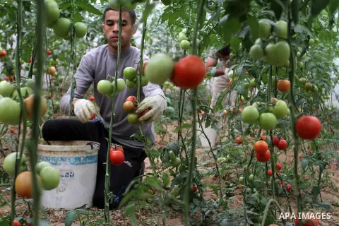 A Palestinian man picks tomatoes at a farm in Rafah in the southern Gaza Strip on the November 23, 2016. Photo by Abed Rahim Khatib