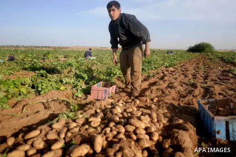 A Palestinian farmer collects potatoes during the harvest in Beit Lahia, near the border with Israel, in the northern Gaza Strip, on November 27, 2016. Photo by Hassan Jedi