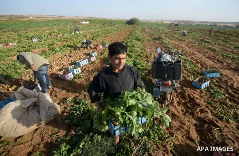 A Palestinian farmer collects potatoes during the harvest in Beit Lahia, near the border with Israel, in the northern Gaza Strip, on November 27, 2016. Photo by Hassan Jedi
