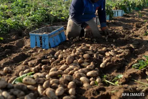 A Palestinian farmer collects potatoes during the harvest in Beit Lahia, near the border with Israel, in the northern Gaza Strip, on November 27, 2016. Photo by Hassan Jedi