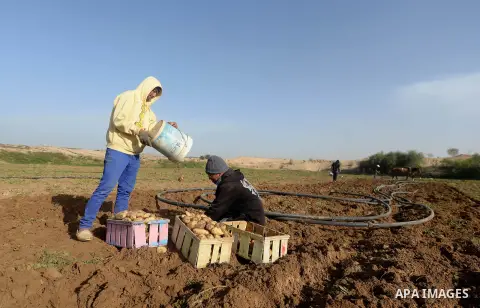 Palestinian farmers collect potatoes during the harvest in Beit Lahia, near the border with Israel, in the northern Gaza Strip, on November 27, 2016. Photo by Hassan Jedi