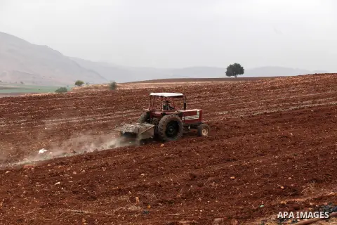 A Palestinian farmer uses a plough in a field in the West Bank village of Nassariya near Nablus November 30, 2016. Photo by Nedal Eshtayah