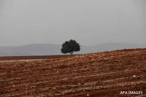 The tree is seen in a field in the West Bank village of Nassariya near Nablus November 30, 2016. Photo by Nedal Eshtayah