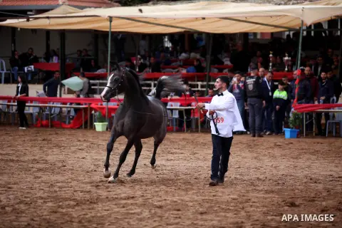 A Palestinian shows off a horse during a local beauty championship for pure-bred Arabian horses in the West Bank city of Jericho December 2, 2016. Photo by Nedal Eshtayah