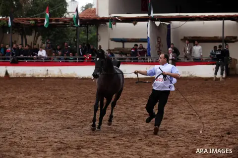 A Palestinian shows off a horse during a local beauty championship for pure-bred Arabian horses in the West Bank city of Jericho December 2, 2016. Photo by Nedal Eshtayah