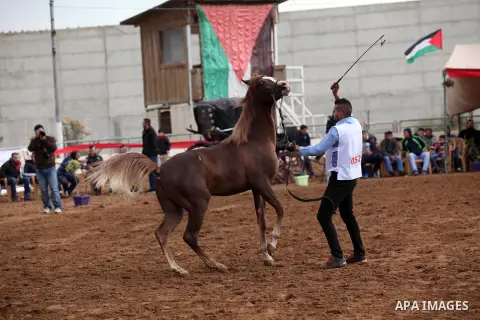 A Palestinian shows off a horse during a local beauty championship for pure-bred Arabian horses in the West Bank city of Jericho December 2, 2016. Photo by Nedal Eshtayah