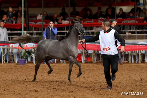 A Palestinian shows off a horse during a local beauty championship for pure-bred Arabian horses in the West Bank city of Jericho December 2, 2016. Photo by Nedal Eshtayah
