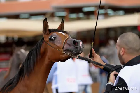 A Palestinian shows off a horse during a local beauty championship for pure-bred Arabian horses in the West Bank city of Jericho December 2, 2016. Photo by Nedal Eshtayah
