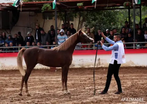 A Palestinian shows off a horse during a local beauty championship for pure-bred Arabian horses in the West Bank city of Jericho December 2, 2016. Photo by Nedal Eshtayah