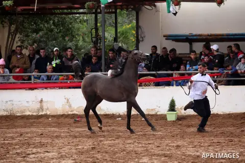 A Palestinian shows off a horse during a local beauty championship for pure-bred Arabian horses in the West Bank city of Jericho December 2, 2016. Photo by Nedal Eshtayah