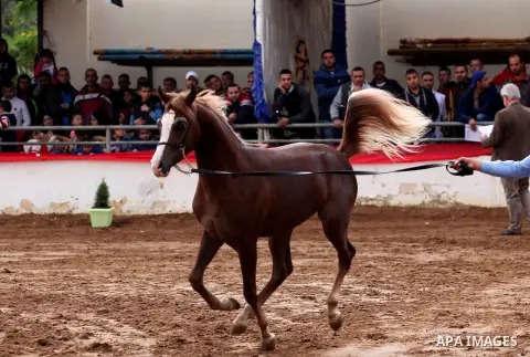 A Palestinian shows off a horse during a local beauty championship for pure-bred Arabian horses in the West Bank city of Jericho December 2, 2016. Photo by Nedal Eshtayah