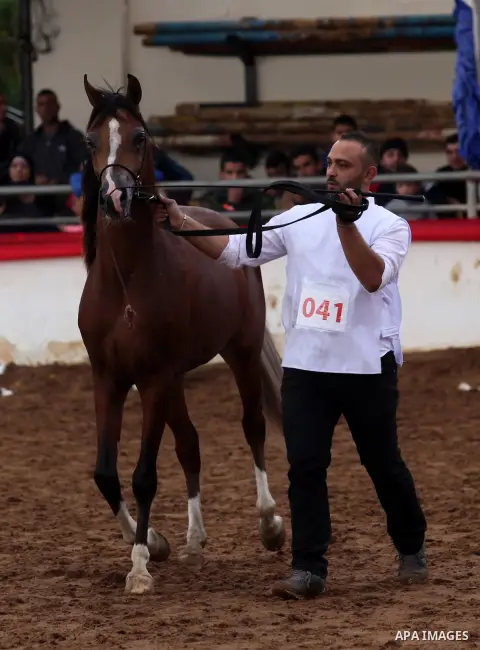 A Palestinian shows off a horse during a local beauty championship for pure-bred Arabian horses in the West Bank city of Jericho December 2, 2016. Photo by Nedal Eshtayah