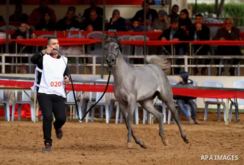 A Palestinian shows off a horse during a local beauty championship for pure-bred Arabian horses in the West Bank city of Jericho December 2, 2016. Photo by Nedal Eshtayah