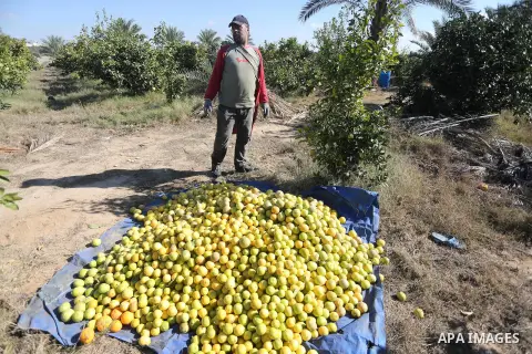 A Palestinian farmer collects citrus at farm during the annual harvesting season in Gaza city on December 11, 2016. Photo by Mohammed Asad