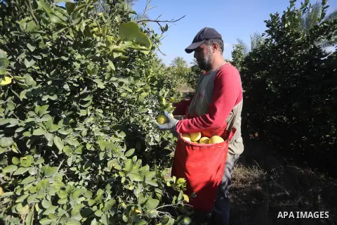 A Palestinian farmer collects citrus at farm during the annual harvesting season in Gaza city on December 11, 2016. Photo by Mohammed Asad
