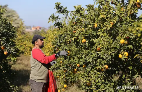 A Palestinian farmer collects citrus at farm during the annual harvesting season in Gaza city on December 11, 2016. Photo by Mohammed Asad