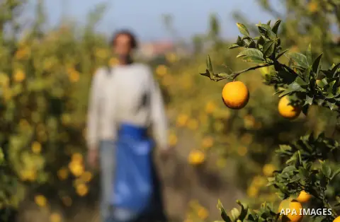 A Palestinian farmer collects citrus at farm during the annual harvesting season in Gaza city on December 11, 2016. Photo by Mohammed Asad