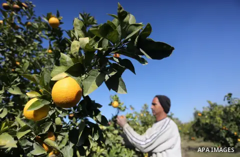 A Palestinian farmer collects citrus at farm during the annual harvesting season in Gaza city on December 11, 2016. Photo by Mohammed Asad