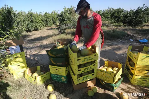 A Palestinian farmer collects citrus at farm during the annual harvesting season in Gaza city on December 11, 2016. Photo by Mohammed Asad