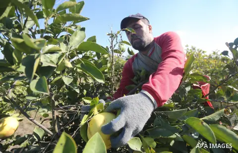 A Palestinian farmer collects citrus at farm during the annual harvesting season in Gaza city on December 11, 2016. Photo by Mohammed Asad