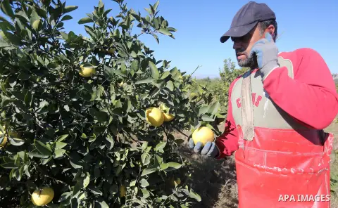 A Palestinian farmer collects citrus at farm during the annual harvesting season in Gaza city on December 11, 2016. Photo by Mohammed Asad