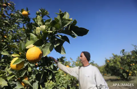 A Palestinian farmer collects citrus at farm during the annual harvesting season in Gaza city on December 11, 2016. Photo by Mohammed Asad