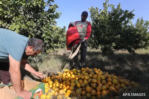A Palestinian farmer collects citrus at farm during the annual harvesting season in Gaza city on December 11, 2016. Photo by Mohammed Asad