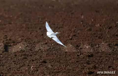 A bird flies above a field during the plowing season in the West Bank village of Arraba near Jenin, on January 18, 2017. Photo by Shadi Hatem