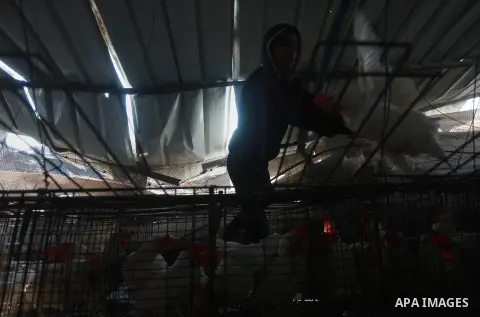 Palestinians inspect the damage to a chicken farm in Gaza City's eastern suburb of Shujaiya on February 7, 2017, following a series of strikes carried out the day before by Israeli forces against the Hamas movement in th...