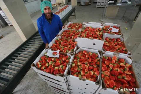 Palestinians pack strawberries after harvest in Beit Lahia, in the northern Gaza Strip, on March 2, 2017. Israel granted approval for the export of a small amount of Palestinian Strawberries from the Gaza Strip to the We...