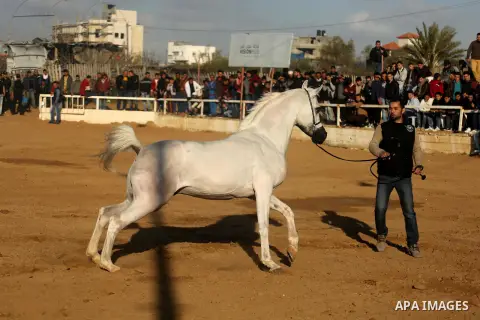 Palestinians perform with horses during the Arabian Horse Show in Gaza City on March 3, 2017. Photo by Ashraf Amra