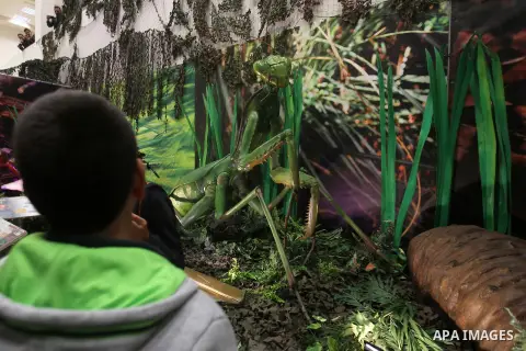 Visitors look at a model of the Polacanthus Dinosaurs during the opening ceremony of the Baby Dinosaurs and Giant Insect Exhibition, in the West Bank city of Bethlehem, Tuesday, March 14, 2017. The exhibition was donated...