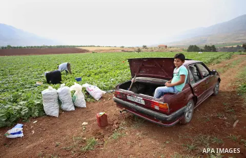 A picture taken on May 1, 2017 shows Palestinian farmers harvest cucumber in a field in the West Bank village of Nasariya east of Nablus. Photo by Ayman Ameen