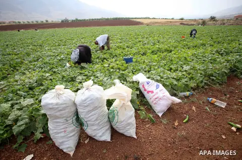 A picture taken on May 1, 2017 shows Palestinian farmers harvest cucumber in a field in the West Bank village of Nasariya east of Nablus. Photo by Ayman Ameen
