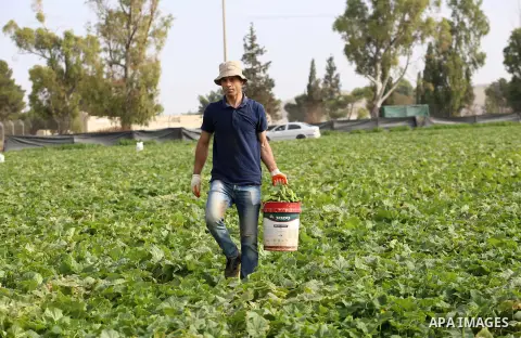 A picture taken on May 1, 2017 shows Palestinian farmers harvest cucumber in a field in the West Bank village of Nasariya east of Nablus. Photo by Ayman Ameen