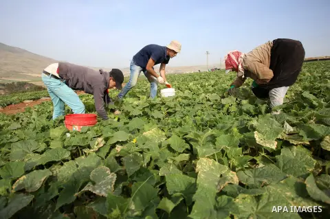 A picture taken on May 1, 2017 shows Palestinian farmers harvest cucumber in a field in the West Bank village of Nasariya east of Nablus. Photo by Ayman Ameen