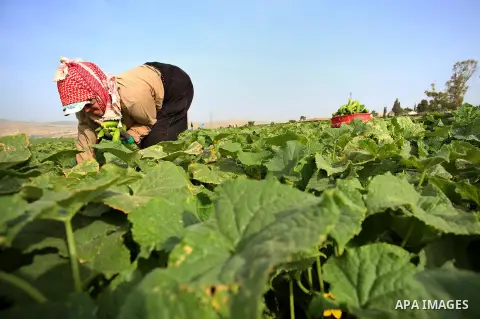 A picture taken on May 1, 2017 shows a Palestinian woman harvests cucumber in a field in the West Bank village of Nasariya east of Nablus. Photo by Ayman Ameen