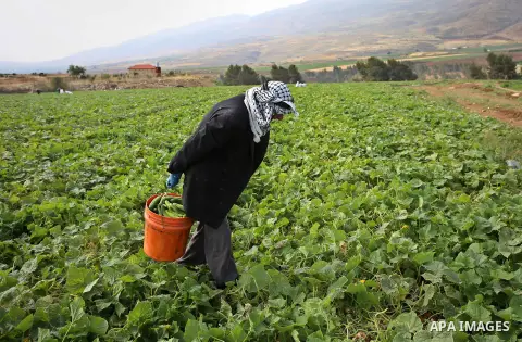 A picture taken on May 1, 2017 shows a Palestinian man harvests cucumber in a field in the West Bank village of Nasariya east of Nablus. Photo by Ayman Ameen