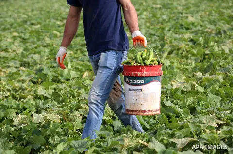 A picture taken on May 1, 2017 shows a Palestinian man harvests cucumber in a field in the West Bank village of Nasariya east of Nablus. Photo by Ayman Ameen